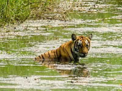 bengal-tiger-bardia-national-park Bengal Tiger in River
