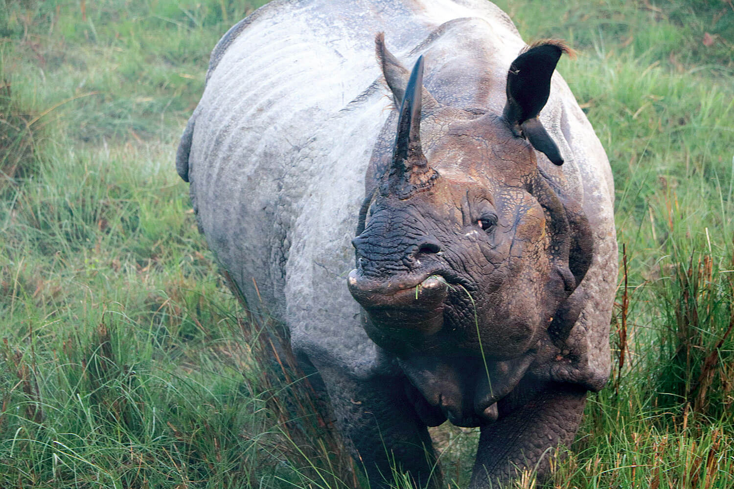 one Horned rhino in Chitwan